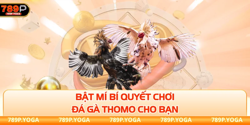 Bật mí bí quyết chơi đá gà Thomo cho bạn